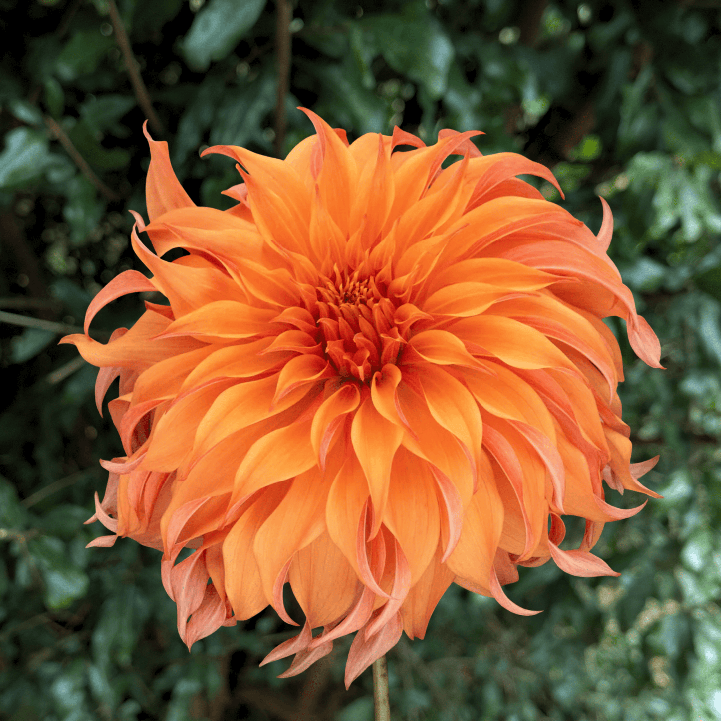 Bloomquist Jean Dahlia Tuber | South Africa - Love Dahlias - south - africa - flower - bulbs