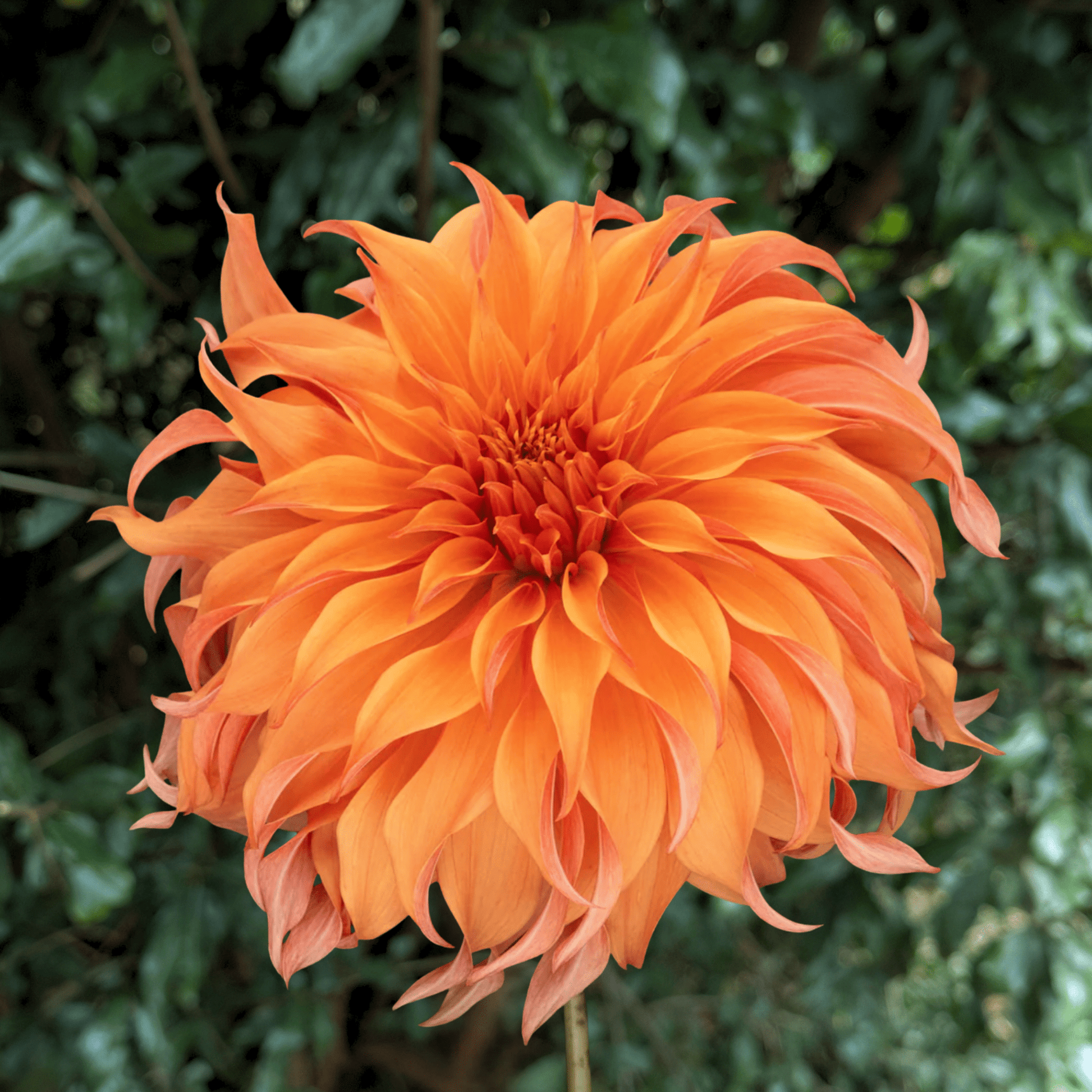 Bloomquist Jean Dahlia Tuber | South Africa - Love Dahlias - south - africa - flower - bulbs