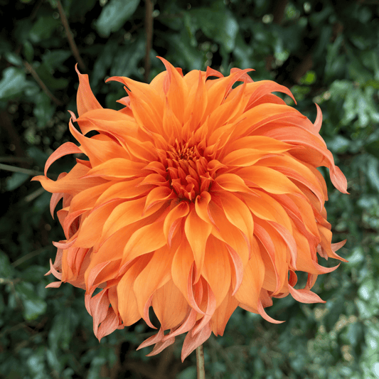 Bloomquist Jean Dahlia Tuber | South Africa - Love Dahlias - south - africa - flower - bulbs