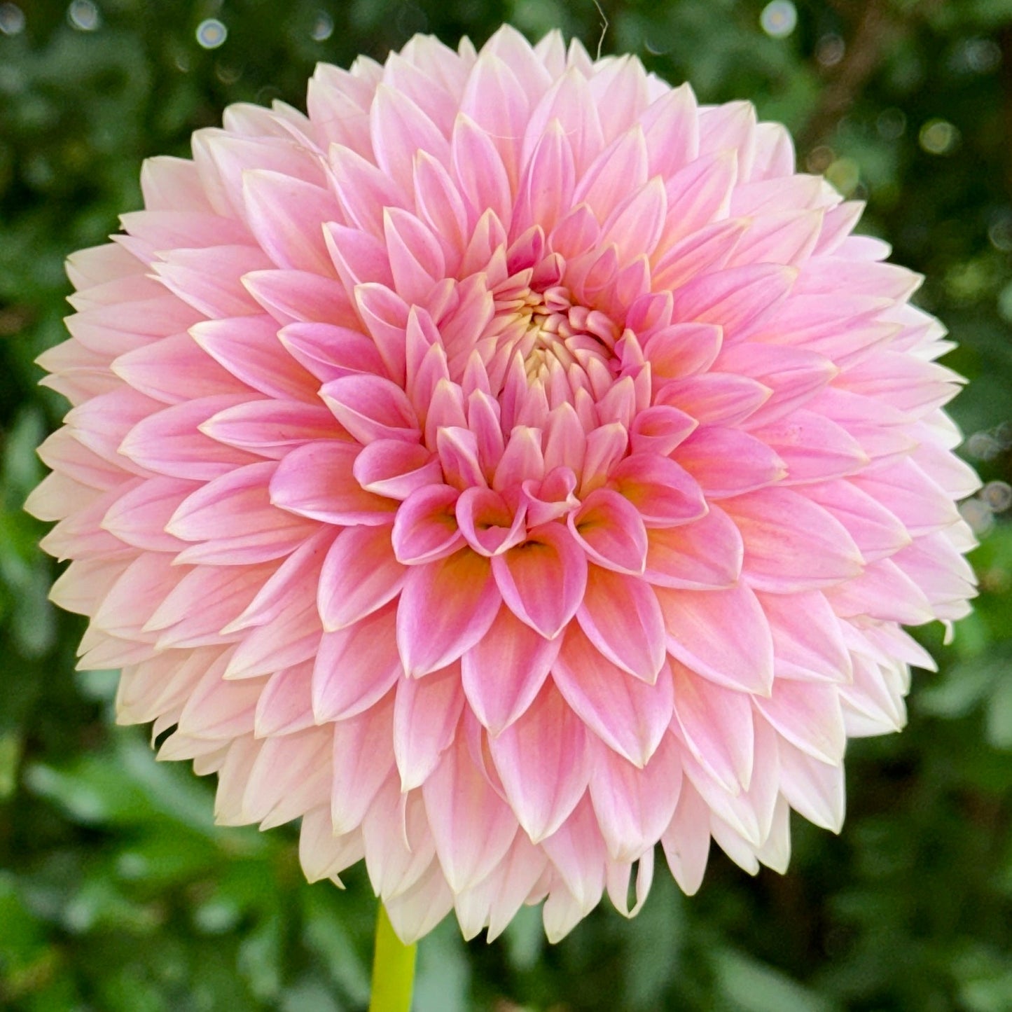 Bloomquist Mojo Dahlia (Limit 1 p.p) - Love Dahlias - south - africa - flower - bulbs