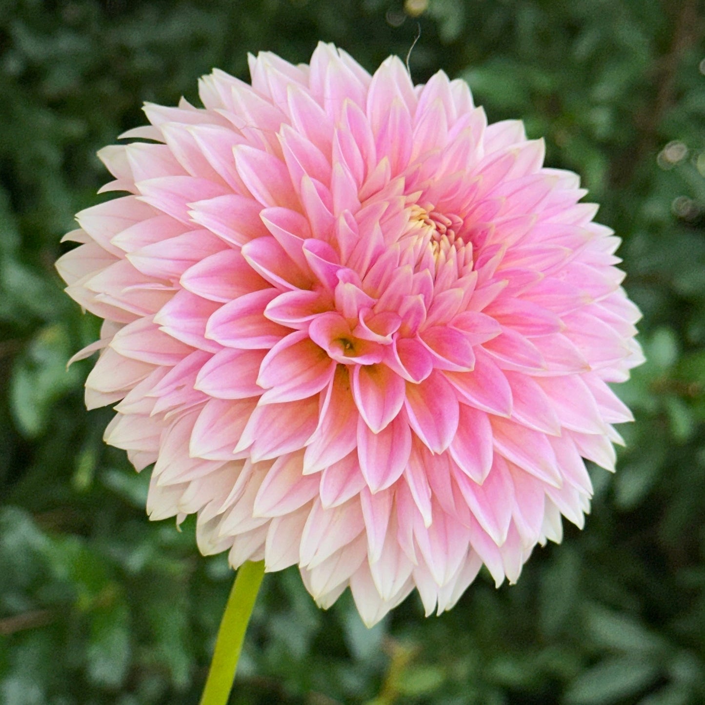 Bloomquist Mojo Dahlia (Limit 1 p.p) - Love Dahlias - south - africa - flower - bulbs