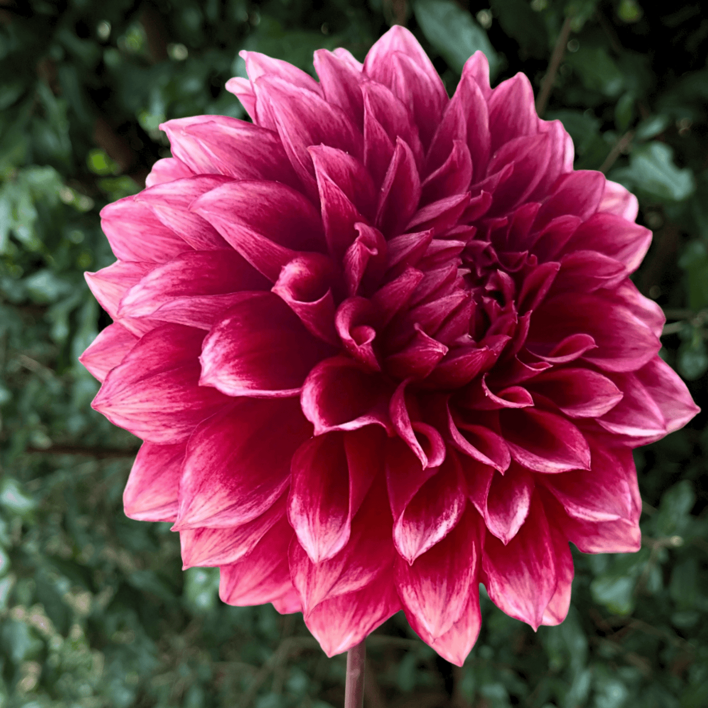 Bloomquist York Dahlia Tuber | South Africa - Love Dahlias - south - africa - flower - bulbs