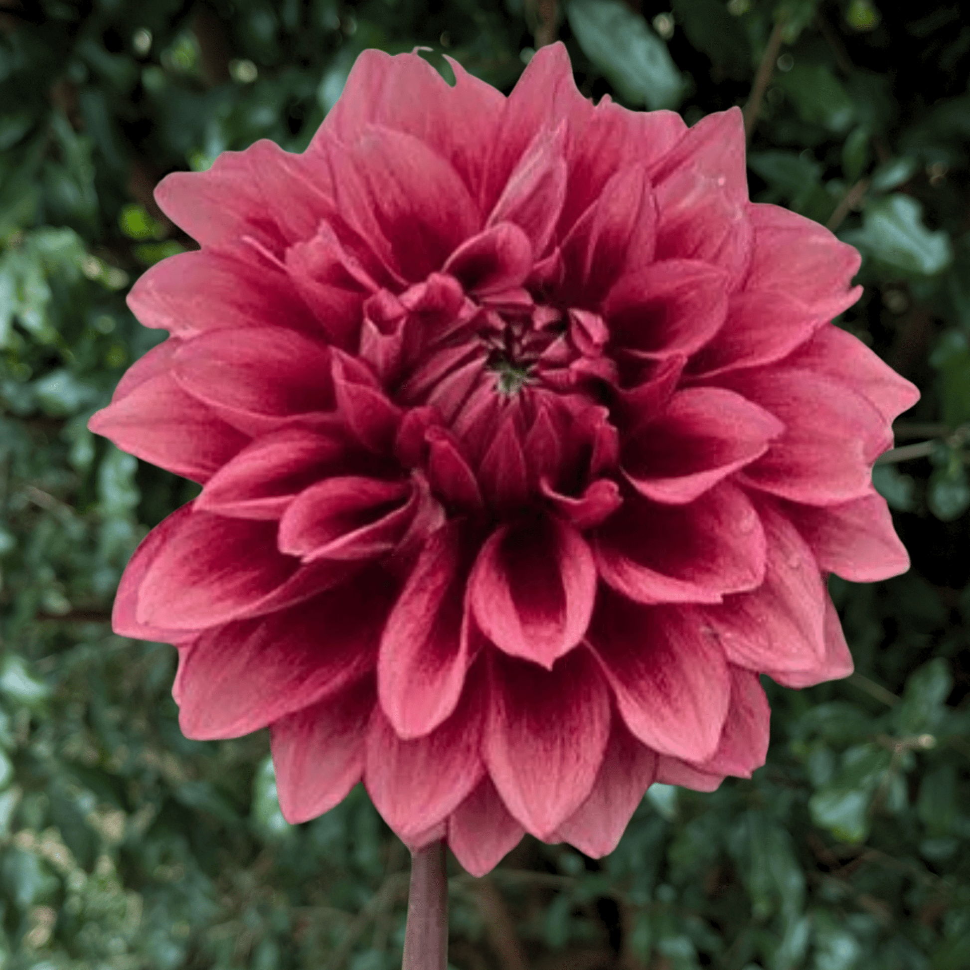 Bloomquist York Dahlia Tuber | South Africa - Love Dahlias - south - africa - flower - bulbs