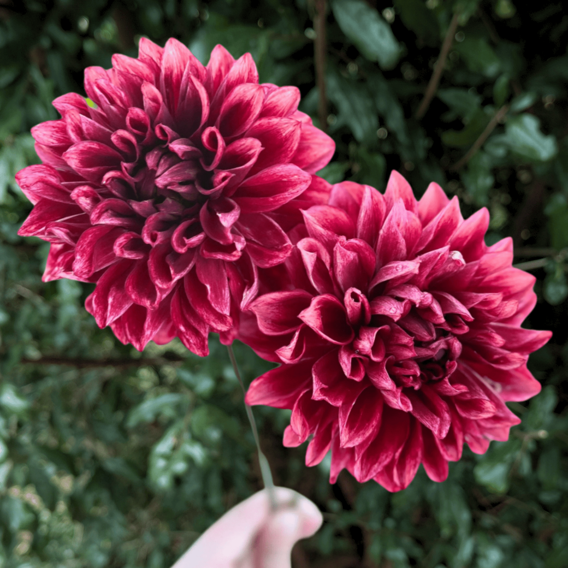 Bloomquist York Dahlia Tuber | South Africa - Love Dahlias - south - africa - flower - bulbs