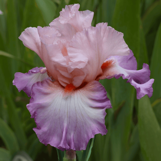 Blowing Kisses Bearded Iris (Coming in 2028) - Love Dahlias-south-africa-flower-bulbs