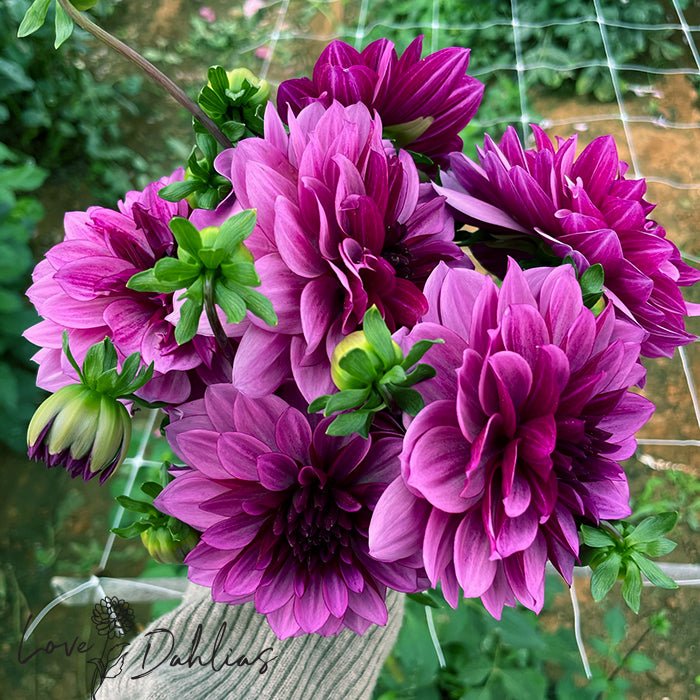 Blue Bell Dahlia Tuber - Love Dahlias - south - africa - flower - bulbs