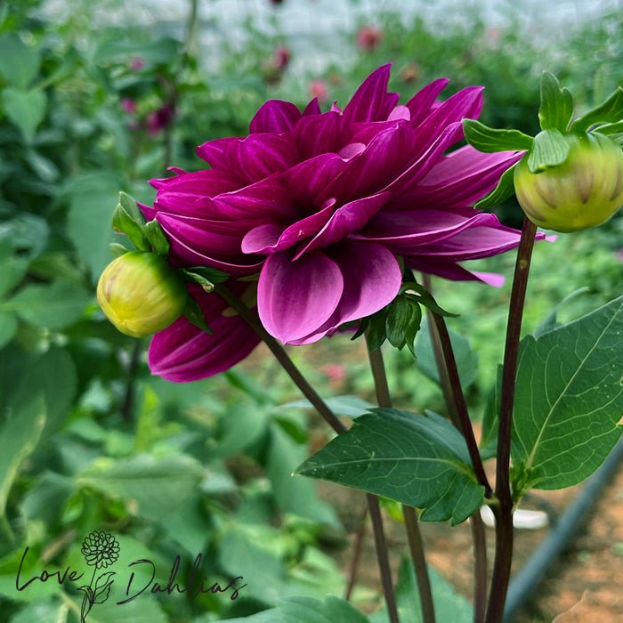 Blue Bell Dahlia Tuber - Love Dahlias - south - africa - flower - bulbs