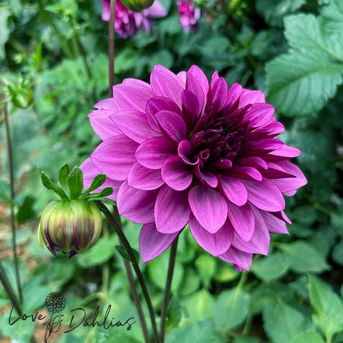 Blue Bell Dahlia Tuber - Love Dahlias - south - africa - flower - bulbs