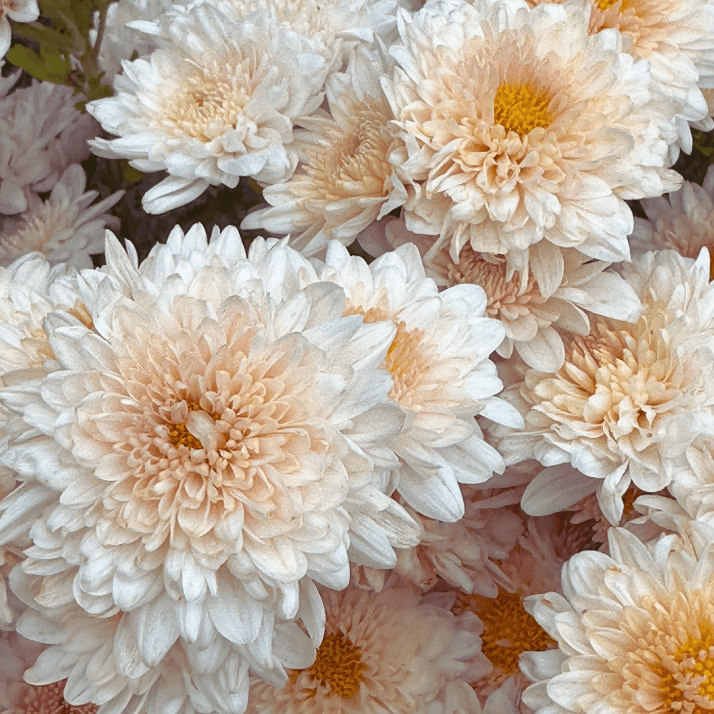Blush Beauty Heirloom Chrysanthemum | South Africa - Love Dahlias - south - africa - flower - bulbs