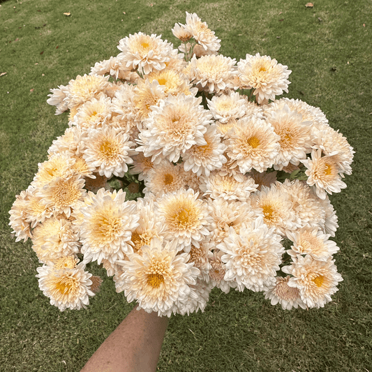 Blush Beauty Heirloom Chrysanthemum | South Africa - Love Dahlias - south - africa - flower - bulbs