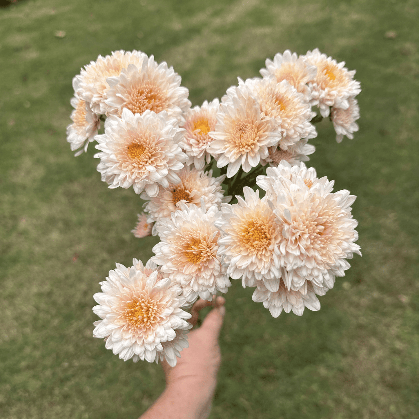 Blush Beauty Heirloom Chrysanthemum | South Africa - Love Dahlias - south - africa - flower - bulbs