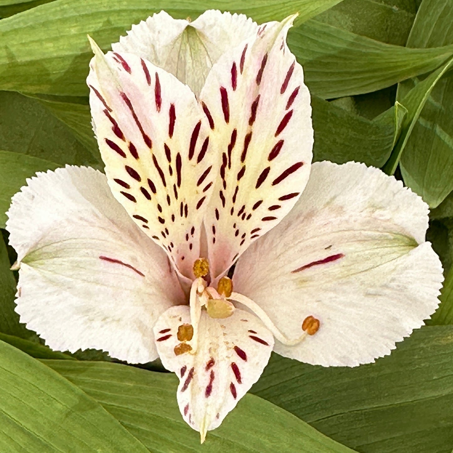 Blush Tiger Alstroemeria Plant (Inca Lily) - Love Dahlias - south - africa - flower - bulbs