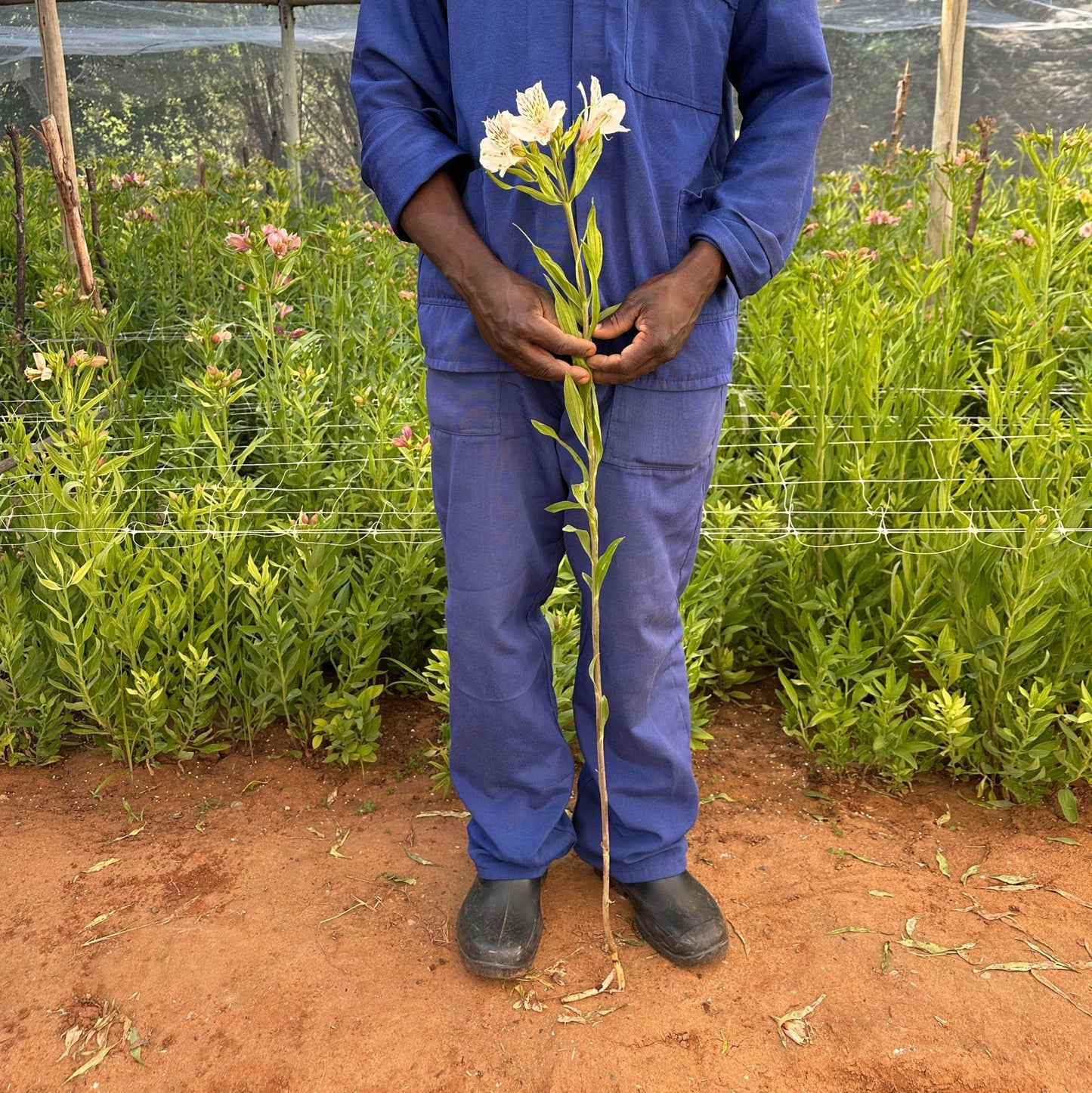 Blush Tiger Alstroemeria Plant (Inca Lily) - Love Dahlias - south - africa - flower - bulbs