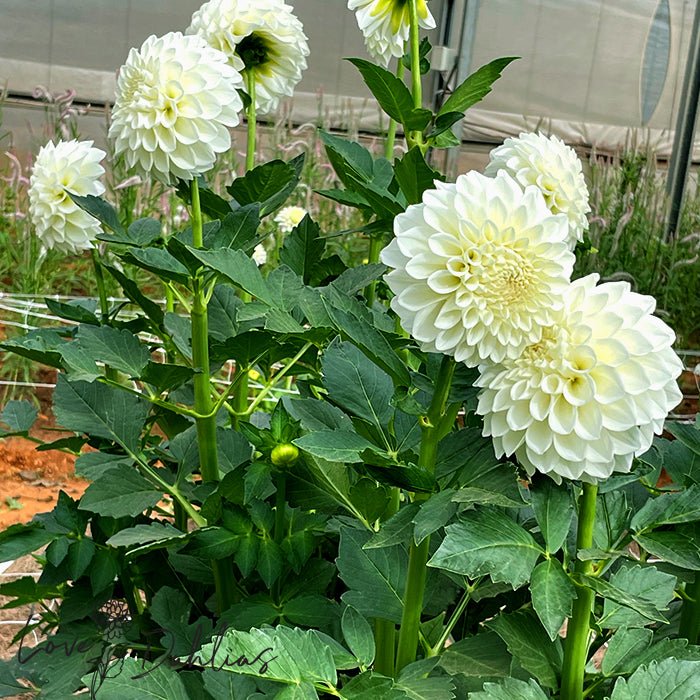 Boom Boom Dahlia Tuber - Love Dahlias - south - africa - flower - bulbs