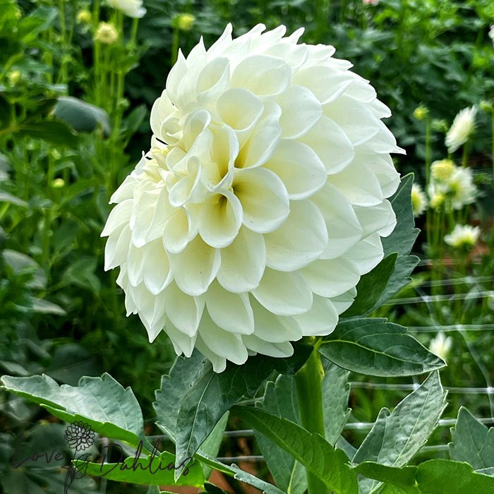 Boom Boom Dahlia Tuber - Love Dahlias - south - africa - flower - bulbs