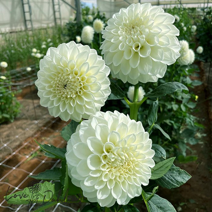 Boom Boom Dahlia Tuber - Love Dahlias - south - africa - flower - bulbs