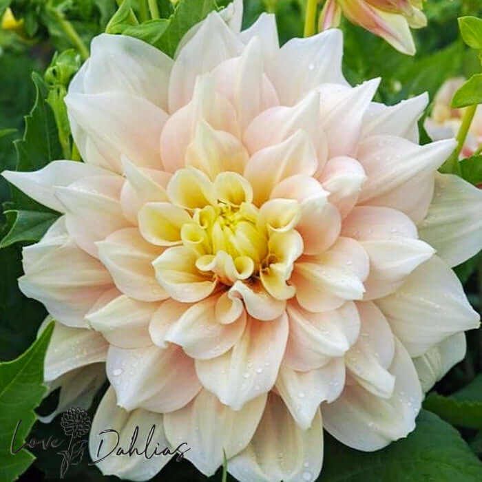 Break Out Dahlia Tuber - Love Dahlias - south - africa - flower - bulbs