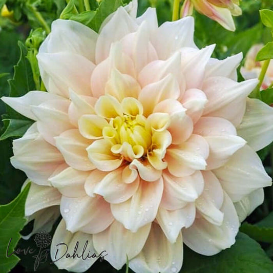 Break Out Dahlia Tuber - Love Dahlias - south - africa - flower - bulbs