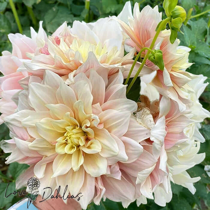 Break Out Dahlia Tuber - Love Dahlias - south - africa - flower - bulbs