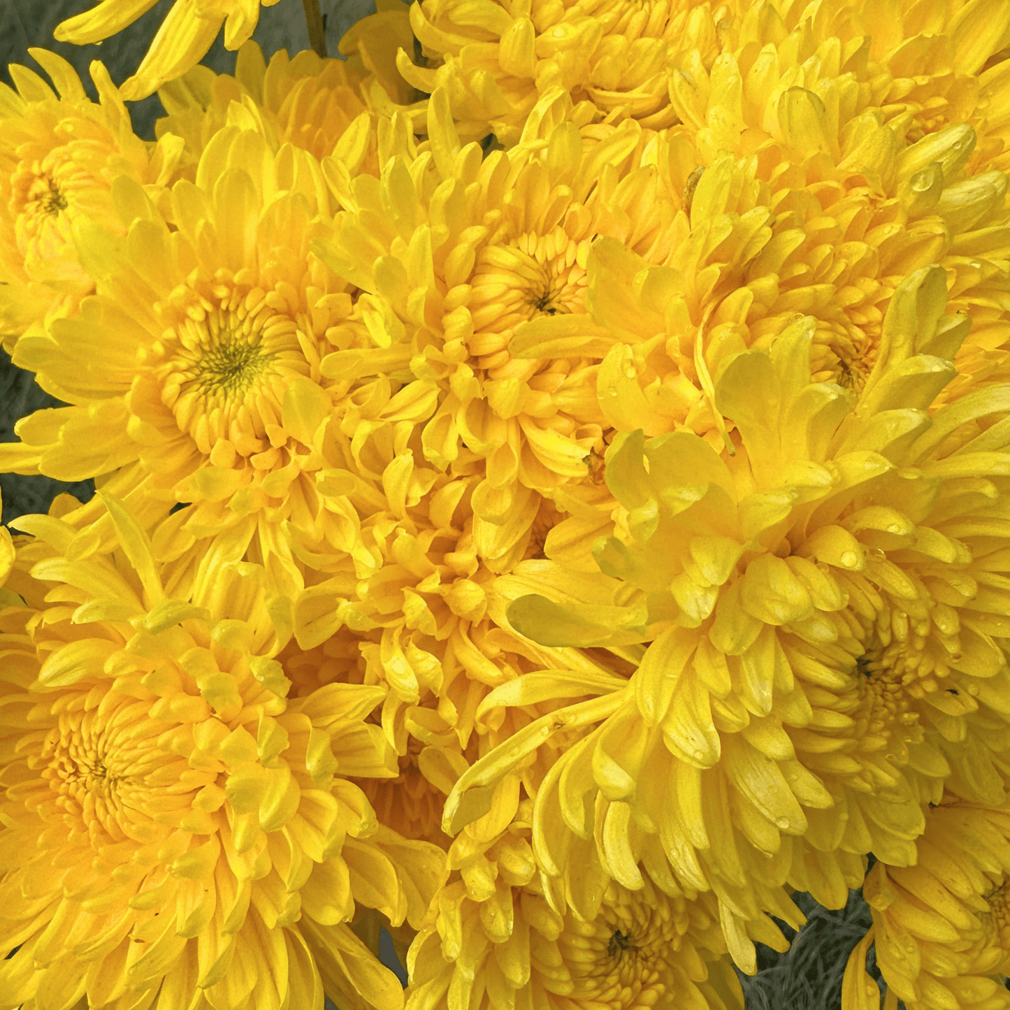 Brenda Heirloom Chrysanthemum | South Africa - Love Dahlias - south - africa - flower - bulbs