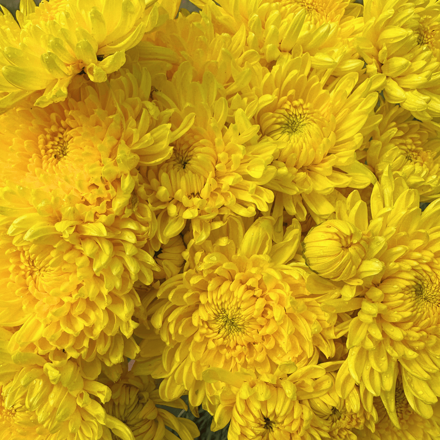 Brenda Heirloom Chrysanthemum | South Africa - Love Dahlias - south - africa - flower - bulbs