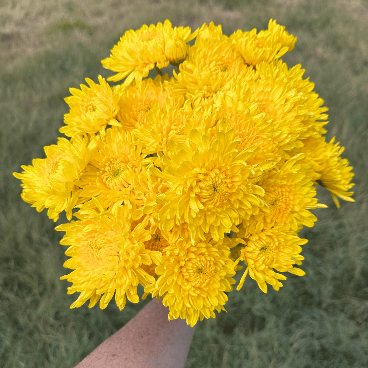 Brenda Heirloom Chrysanthemum | South Africa - Love Dahlias - south - africa - flower - bulbs
