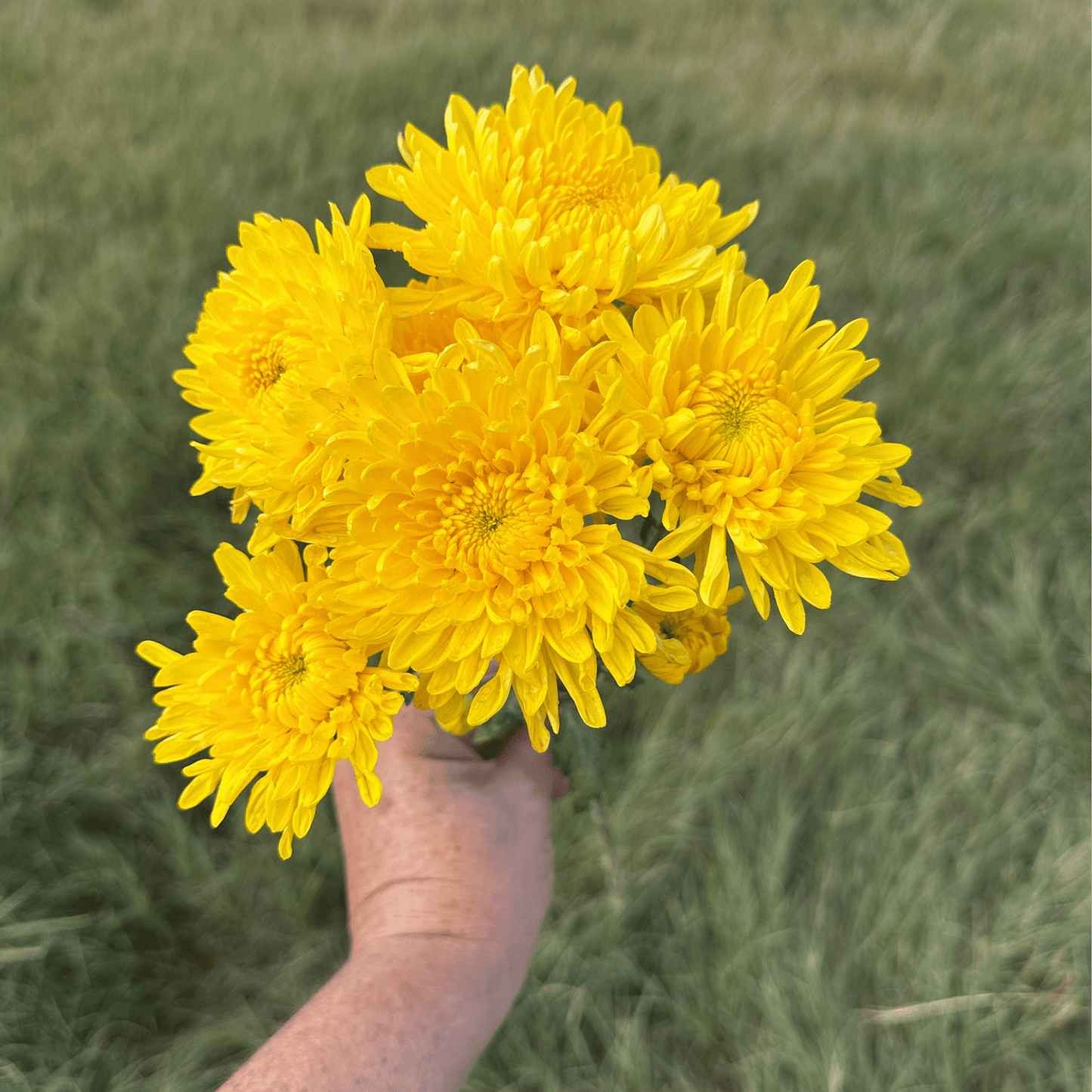 Brenda Heirloom Chrysanthemum | South Africa - Love Dahlias - south - africa - flower - bulbs