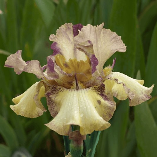 Broken Link Bearded Iris (Coming in 2028) - Love Dahlias-south-africa-flower-bulbs