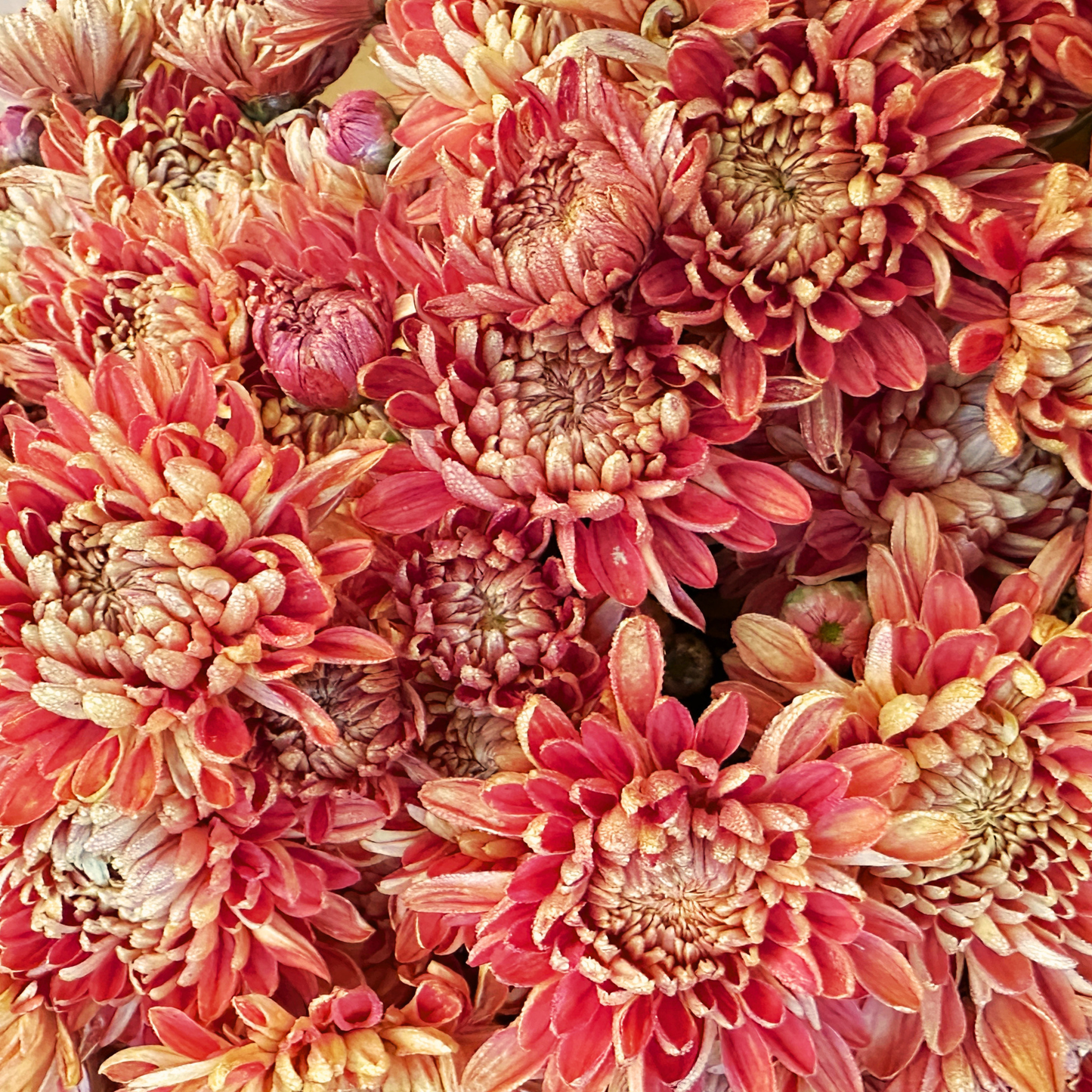 Bronze Charm Heirloom Chrysanthemum | South Africa - Love Dahlias - south - africa - flower - bulbs