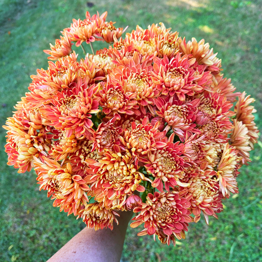 Bronze Charm Heirloom Chrysanthemum | South Africa - Love Dahlias - south - africa - flower - bulbs