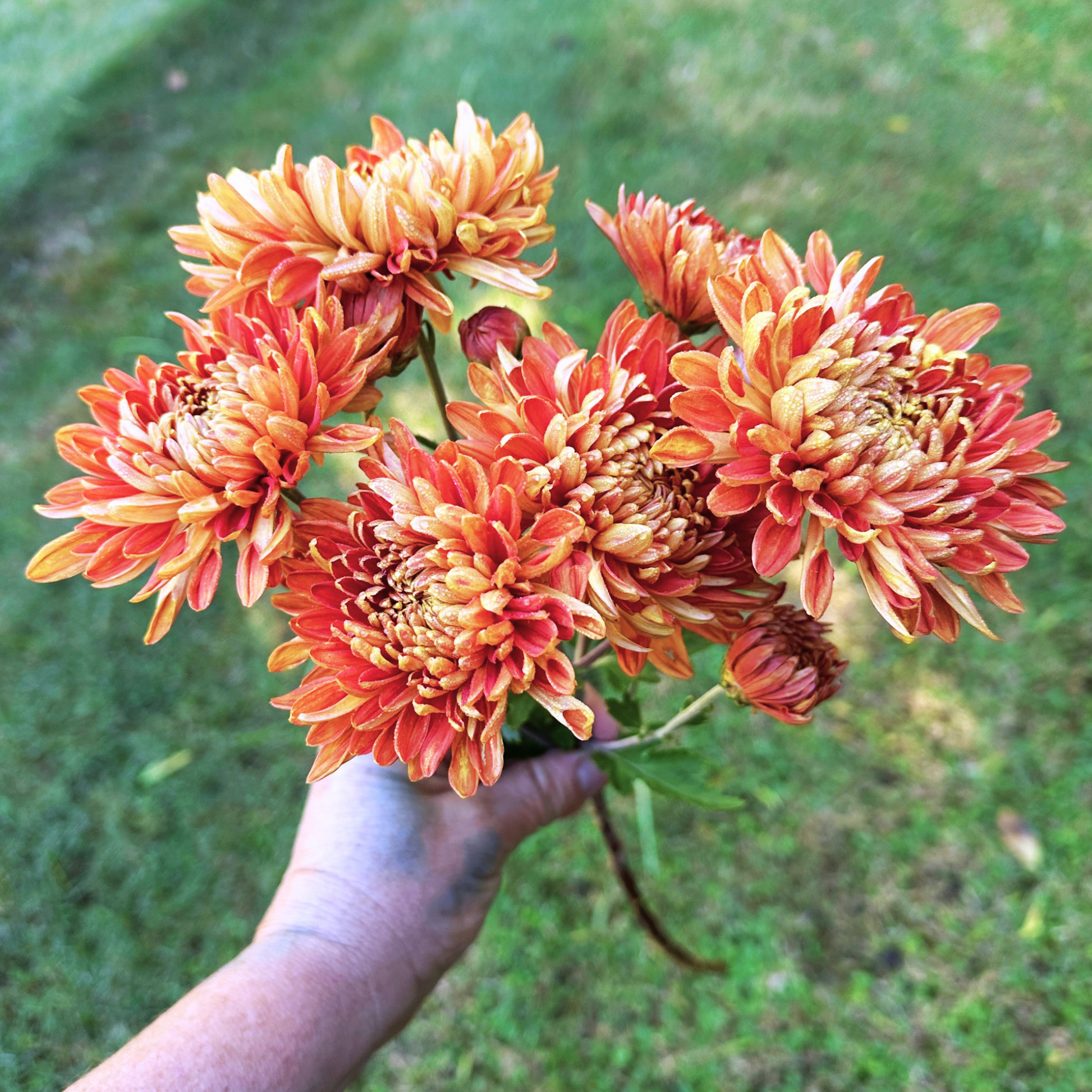 Bronze Charm Heirloom Chrysanthemum | South Africa - Love Dahlias - south - africa - flower - bulbs