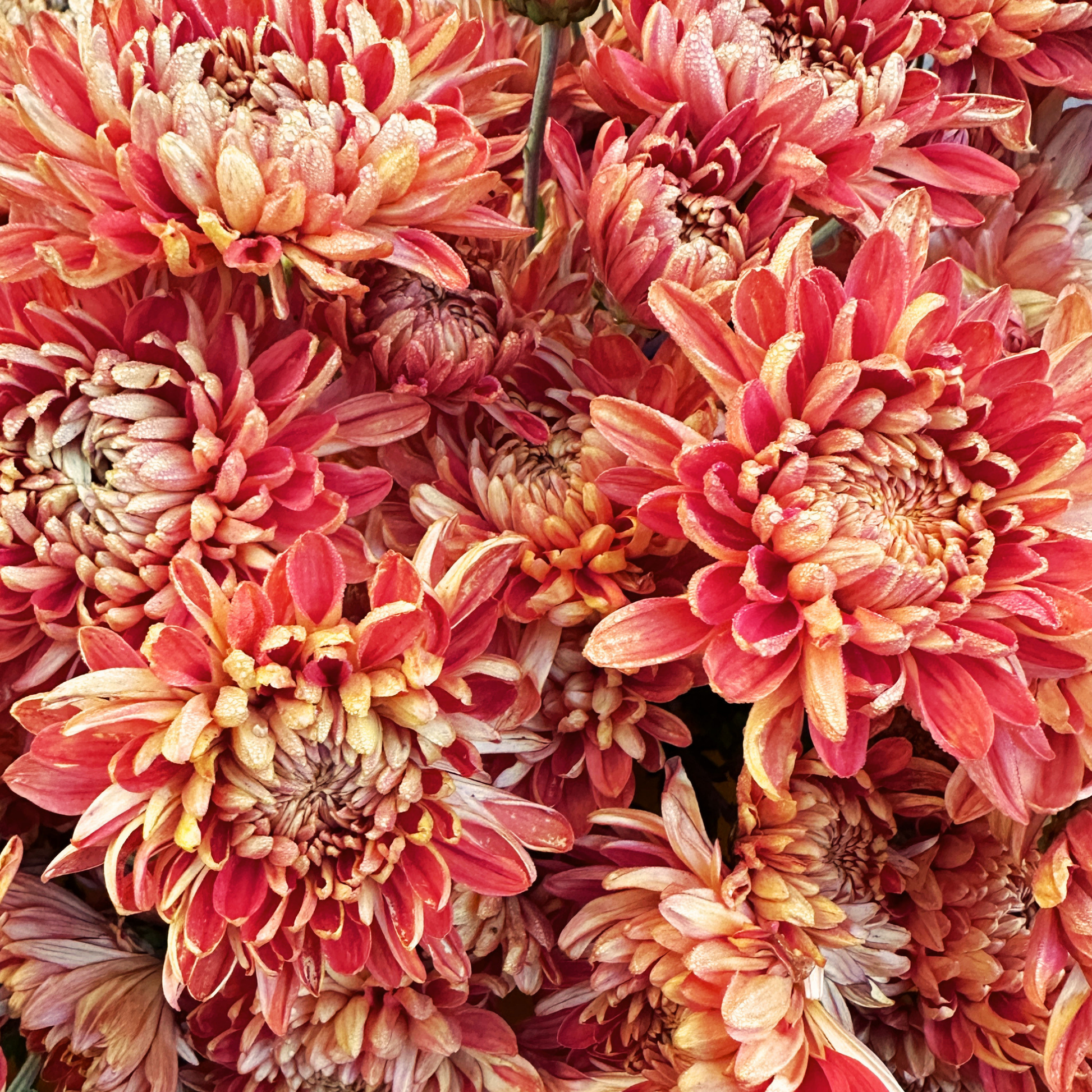Bronze Charm Heirloom Chrysanthemum | South Africa - Love Dahlias - south - africa - flower - bulbs