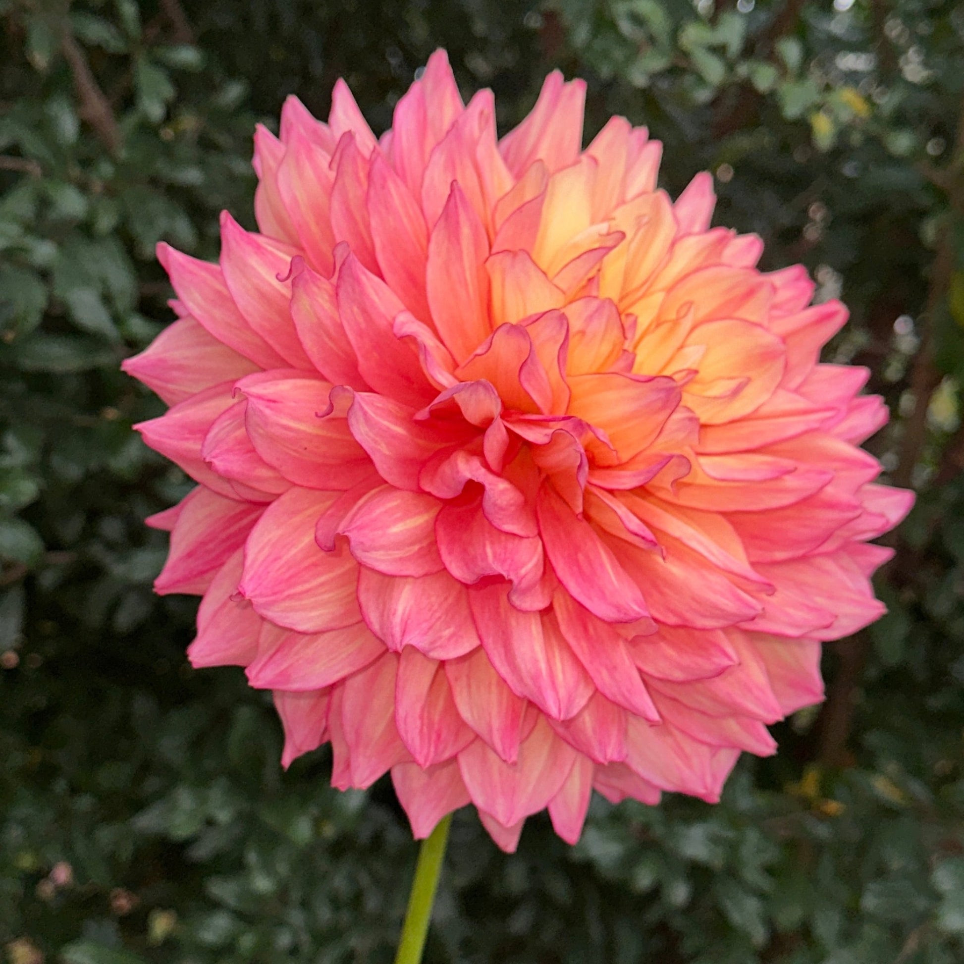 Bubbling Over Dahlia (Limit 1 p.p) - Love Dahlias - south - africa - flower - bulbs