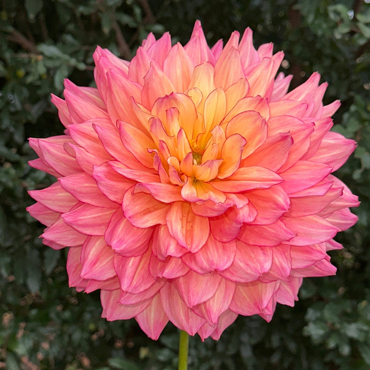 Bubbling Over Dahlia (Limit 1 p.p) - Love Dahlias - south - africa - flower - bulbs