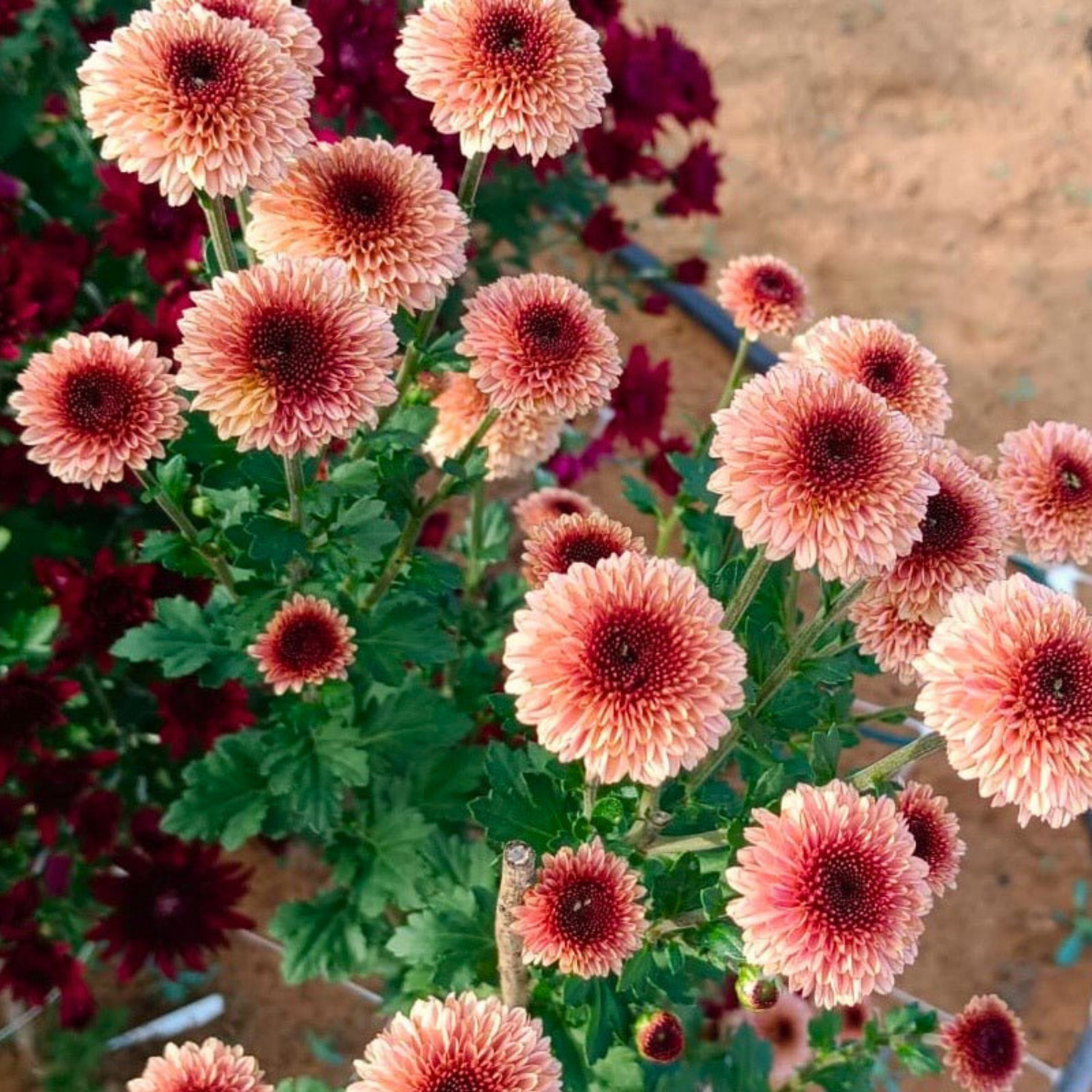 Bullseye Heirloom Chrysanthemum | South Africa - Love Dahlias - south - africa - flower - bulbs