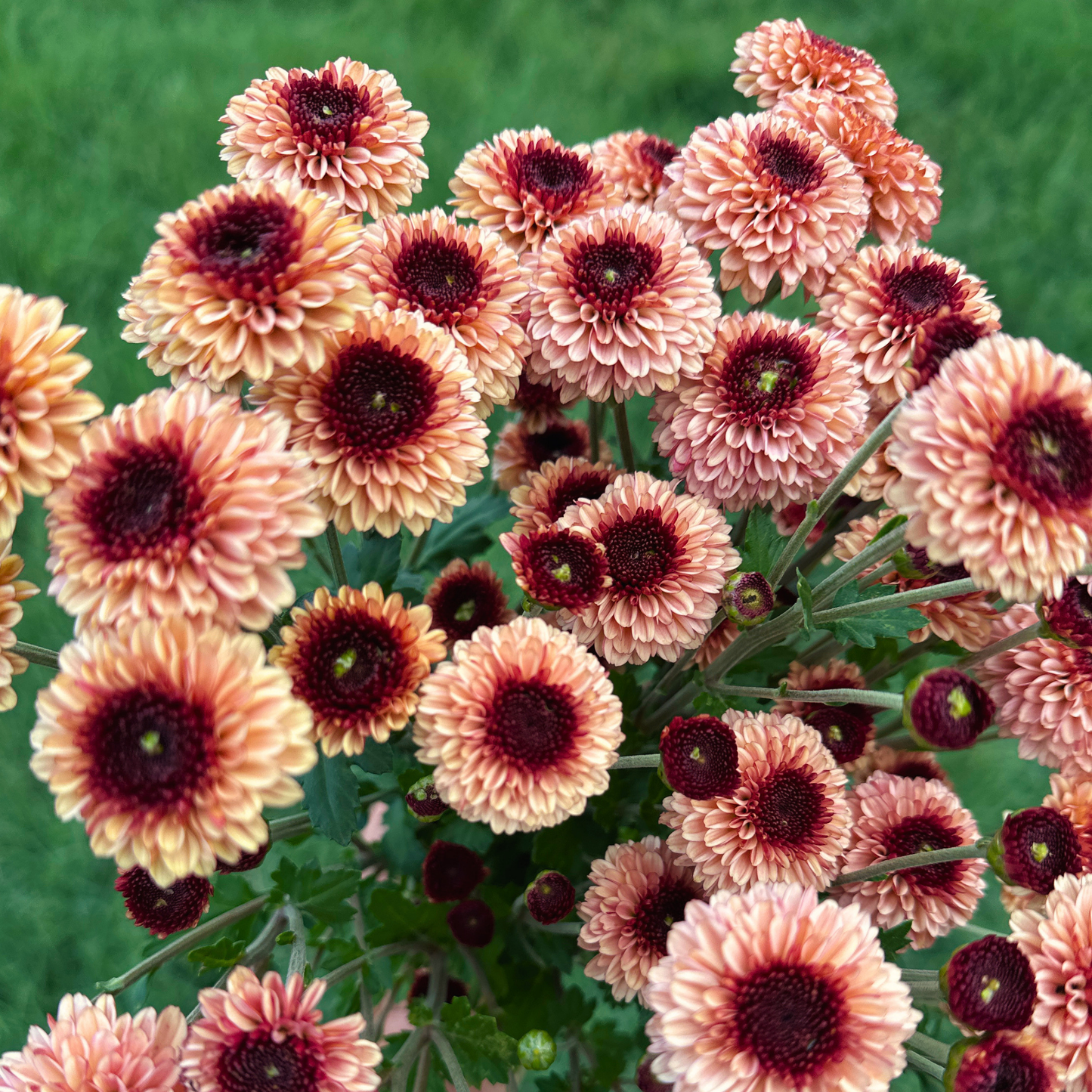 Bullseye Heirloom Chrysanthemum | South Africa - Love Dahlias - south - africa - flower - bulbs
