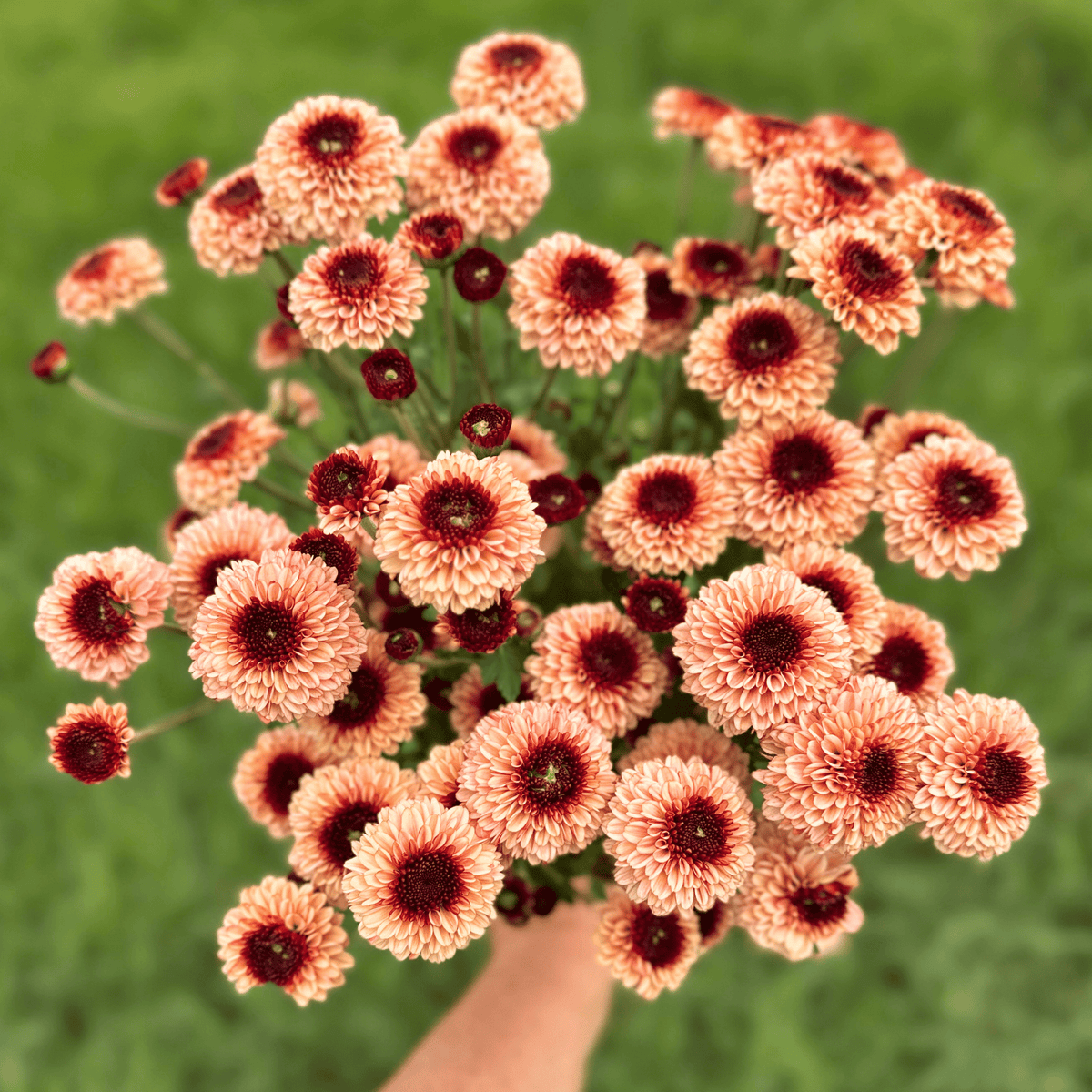 Bullseye Heirloom Chrysanthemum | South Africa - Love Dahlias - south - africa - flower - bulbs