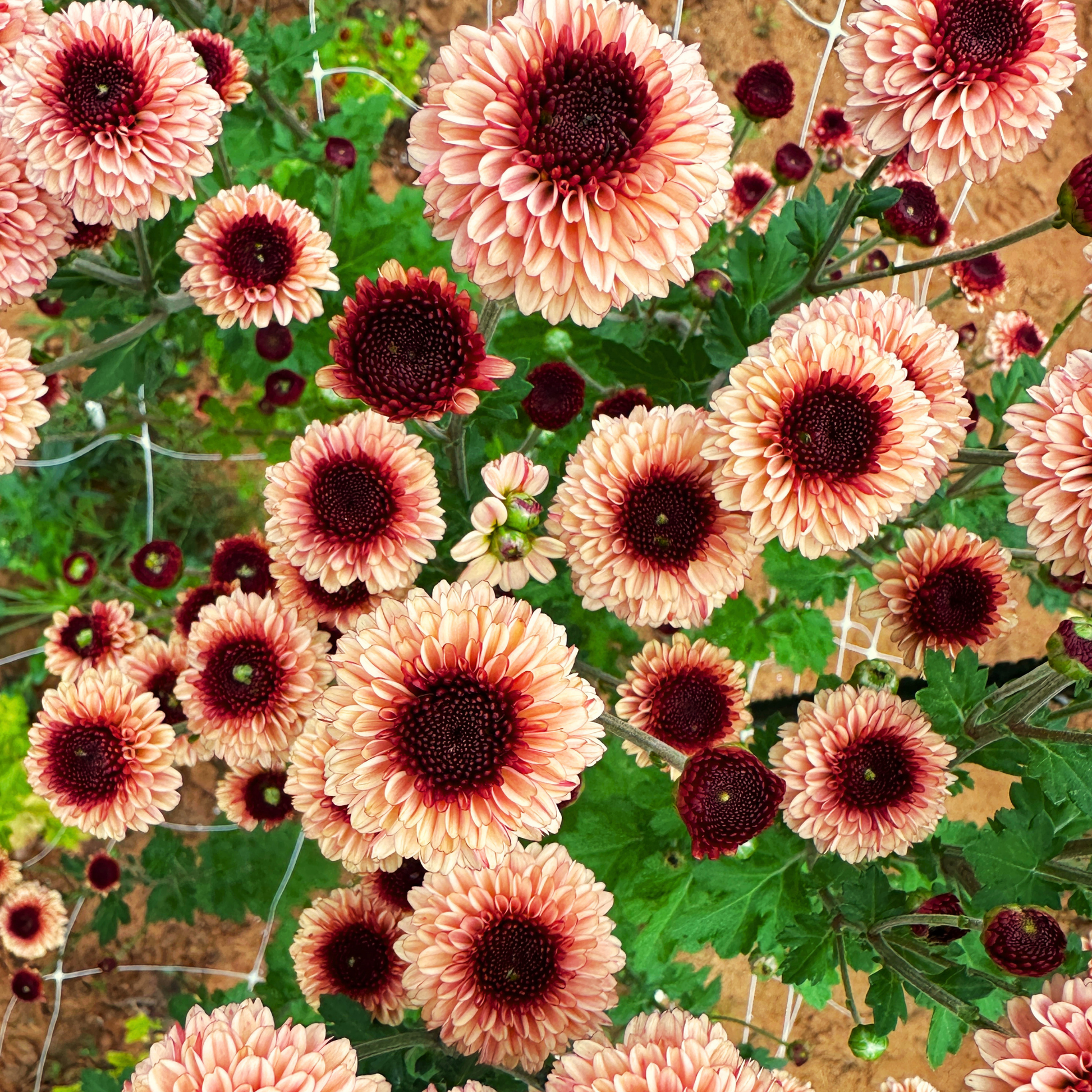 Bullseye Heirloom Chrysanthemum | South Africa - Love Dahlias - south - africa - flower - bulbs