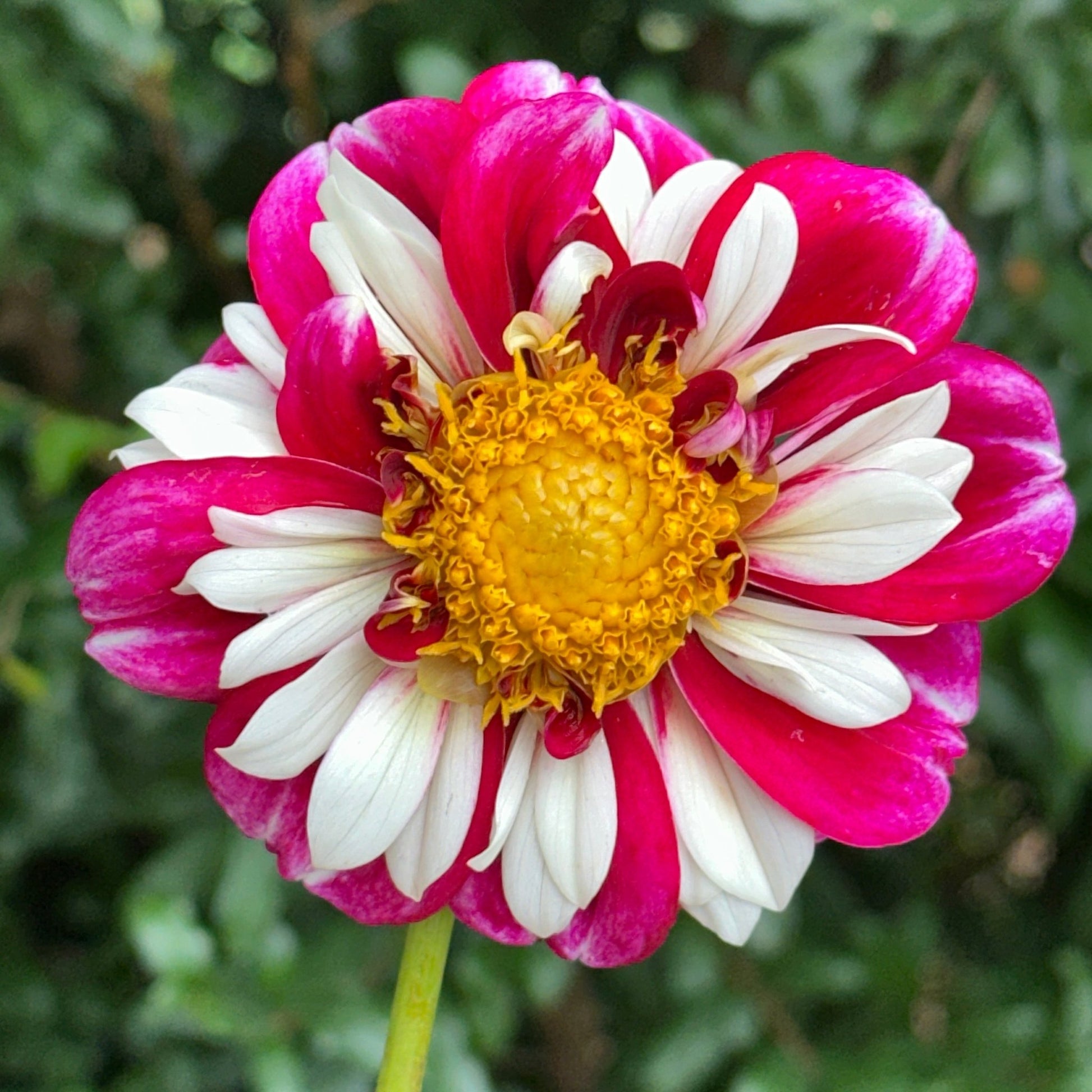 Bumble Rumble Dahlia Tuber - Love Dahlias - south - africa - flower - bulbs