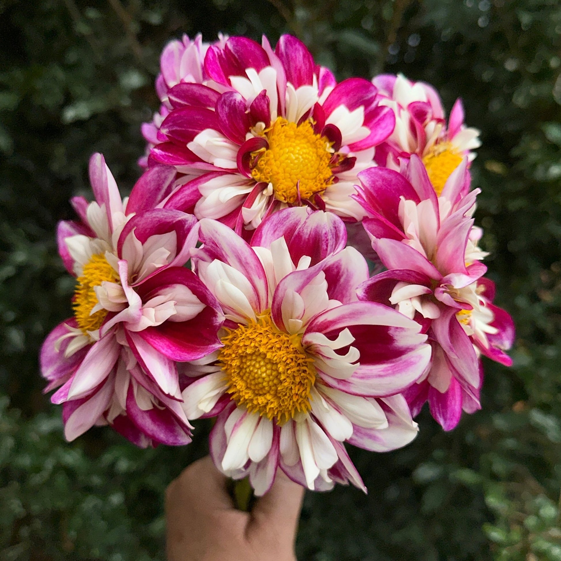 Bumble Rumble Dahlia Tuber - Love Dahlias - south - africa - flower - bulbs