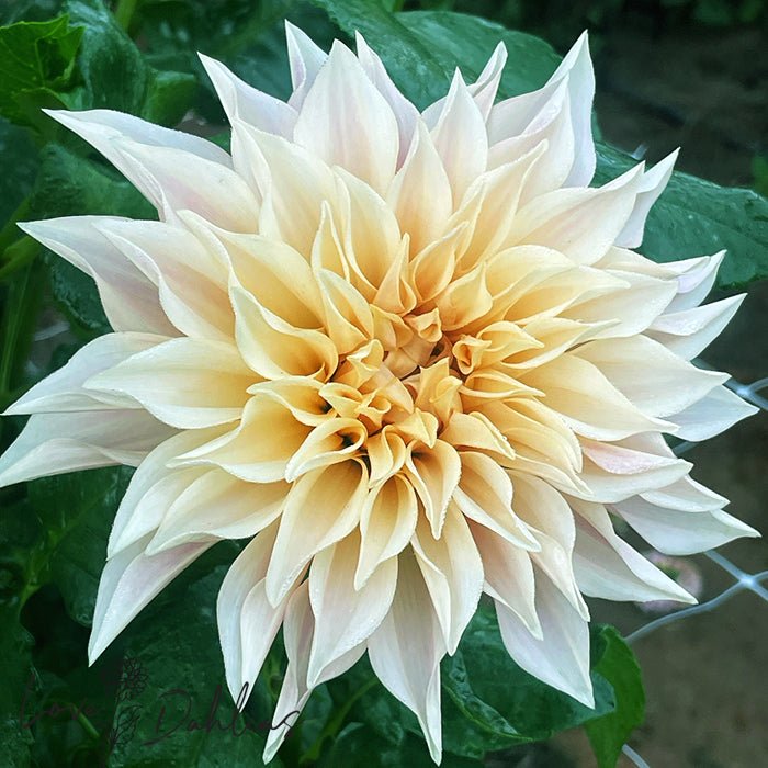 Cafe au Lait Dahlia Tuber - Love Dahlias - south - africa - flower - bulbs
