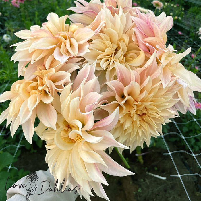 Cafe au Lait Dahlia Tuber - Love Dahlias - south - africa - flower - bulbs