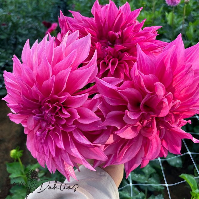 Cafe au Lait Rose Dahlia Tuber - Love Dahlias - south - africa - flower - bulbs