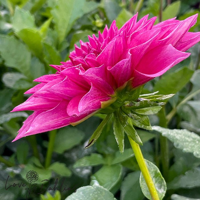 Cafe au Lait Rose Dahlia Tuber - Love Dahlias - south - africa - flower - bulbs