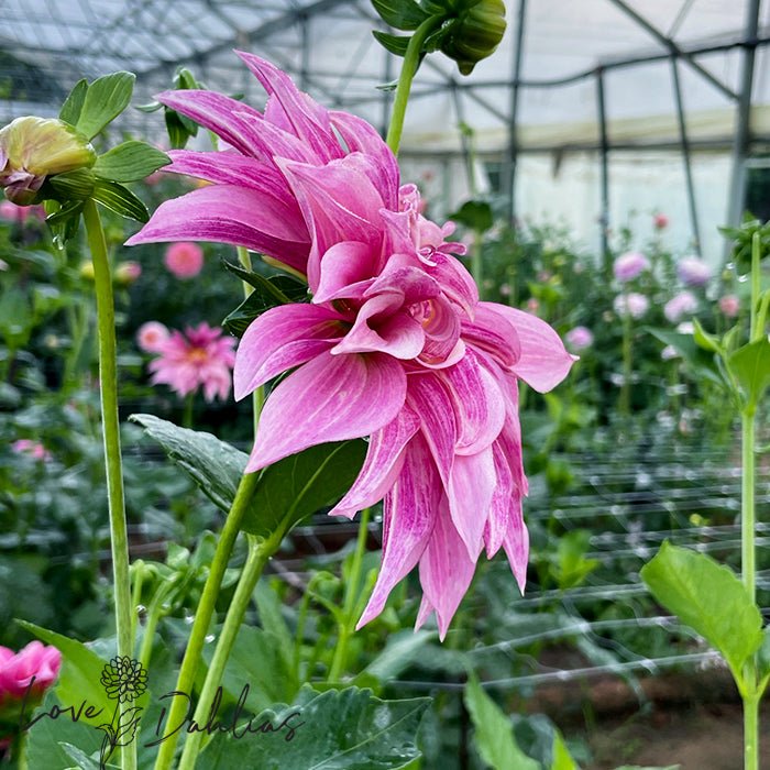 Cafe au Lait Royal Dahlia Tuber - Love Dahlias - south - africa - flower - bulbs