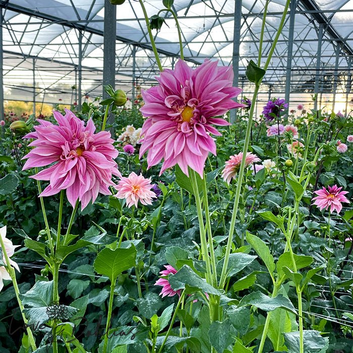 Cafe au Lait Royal Dahlia Tuber - Love Dahlias - south - africa - flower - bulbs