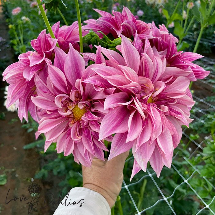 Cafe au Lait Royal Dahlia Tuber - Love Dahlias - south - africa - flower - bulbs