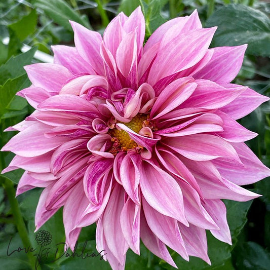 Cafe au Lait Royal Dahlia Tuber - Love Dahlias - south - africa - flower - bulbs
