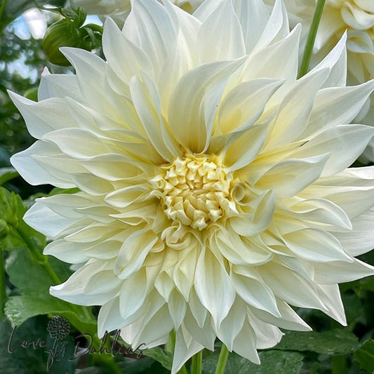 Cafe au Lait Supreme Dahlia Tuber - Love Dahlias - south - africa - flower - bulbs