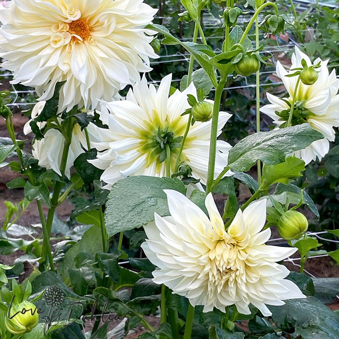 Cafe au Lait Supreme Dahlia Tuber - Love Dahlias - south - africa - flower - bulbs